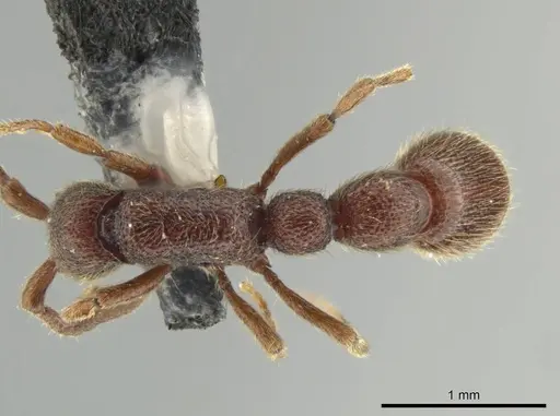 Syscia benevidesae - MCZ-ENT00511565