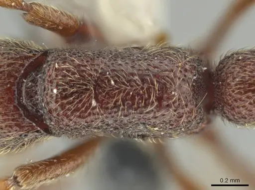 Syscia benevidesae - MCZ-ENT00511565