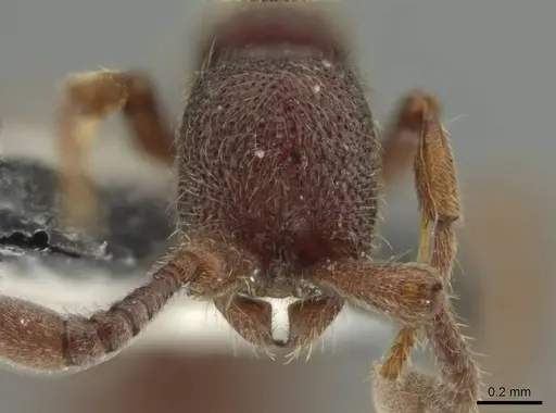 Syscia benevidesae - MCZ-ENT00511565