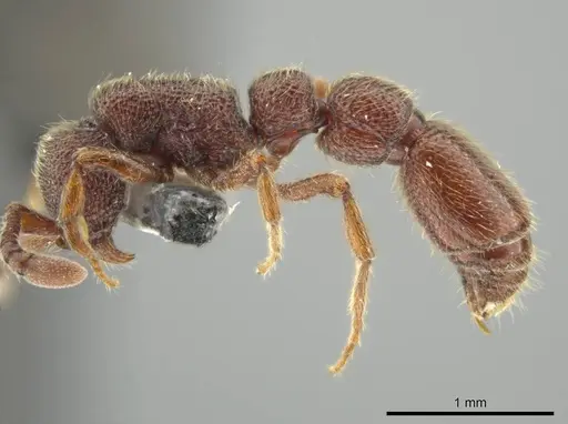 Syscia benevidesae - MCZ-ENT00511565