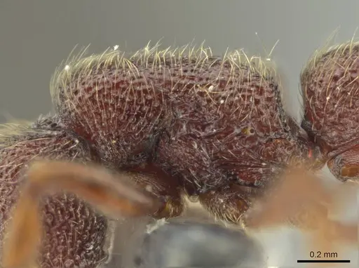 Syscia benevidesae - MCZ-ENT00511565