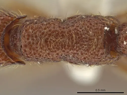 Syscia borowieci specimen