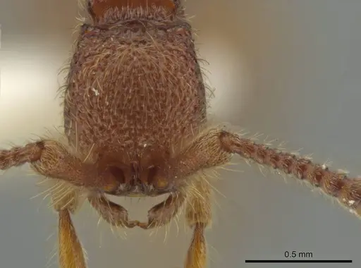 Syscia borowieci specimen