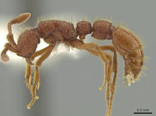 Syscia borowieci specimen