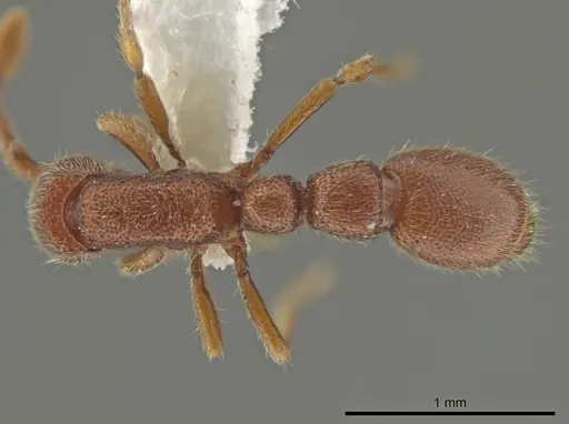 Syscia boudinoti specimen