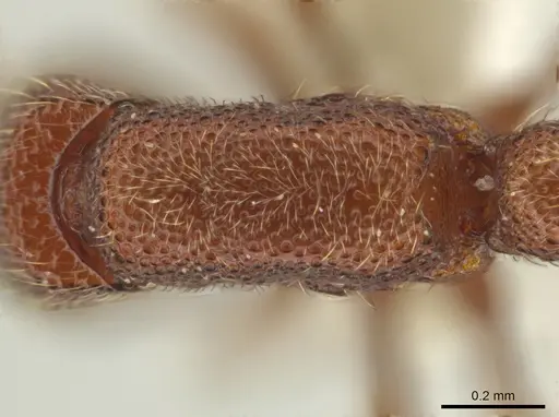 Syscia boudinoti specimen