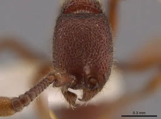 Syscia boudinoti specimen