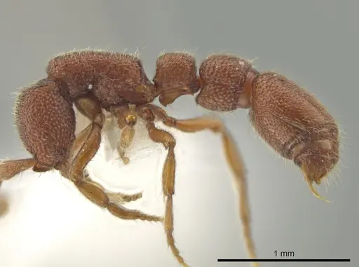 Syscia boudinoti - CASENT0628997