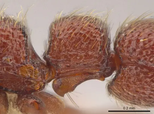 Syscia boudinoti - CASENT0628997