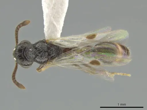 Syscia boudinoti - CASENT0630833