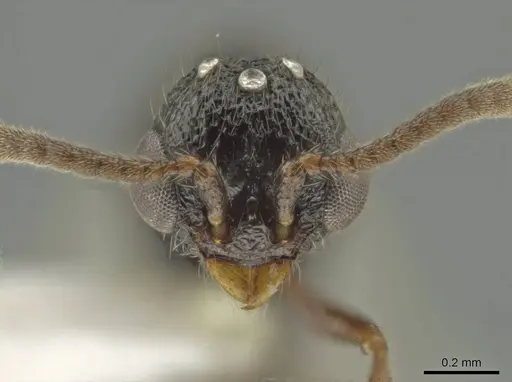 Syscia boudinoti - CASENT0630833