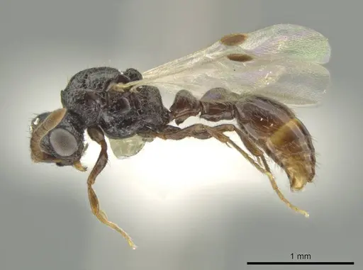 Syscia boudinoti - CASENT0630833