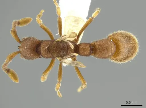 Syscia brachyptera specimen