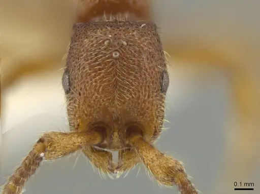 Syscia brachyptera specimen
