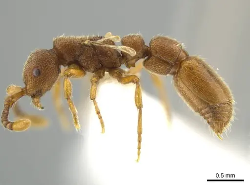 Syscia brachyptera specimen