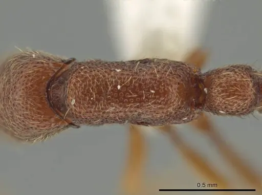 Syscia brachyptera - CASENT0630858