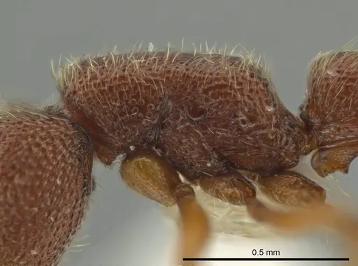 Syscia brachyptera - CASENT0630858