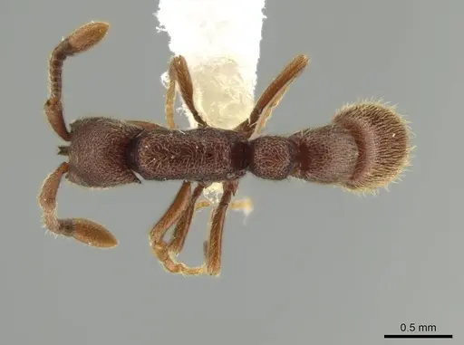 Syscia brachyptera - CASENT0644389