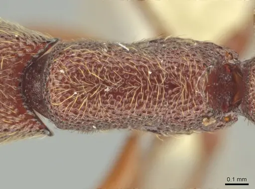 Syscia brachyptera - CASENT0644389