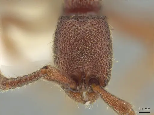 Syscia brachyptera - CASENT0644389