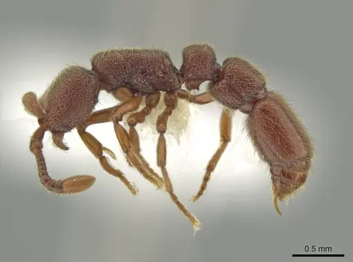 Syscia brachyptera - CASENT0644389