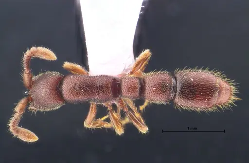 Syscia chaladthanyakiji specimen