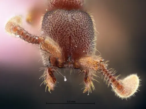 Syscia chaladthanyakiji specimen