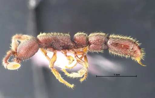 Syscia chaladthanyakiji specimen