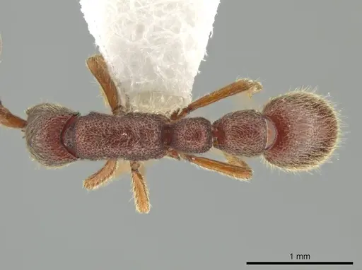 Syscia chiapaneca specimen