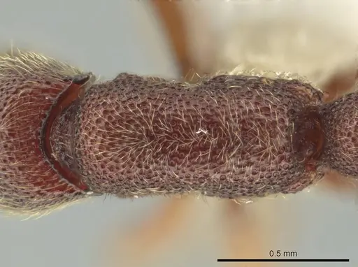 Syscia chiapaneca specimen