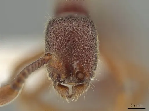 Syscia chiapaneca specimen