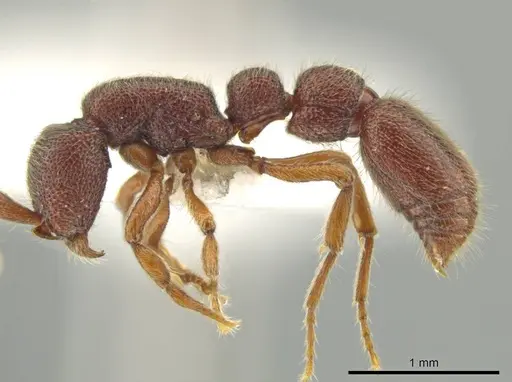 Syscia chiapaneca - CASENT0601201