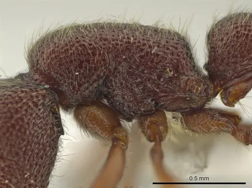 Syscia chiapaneca - CASENT0601201