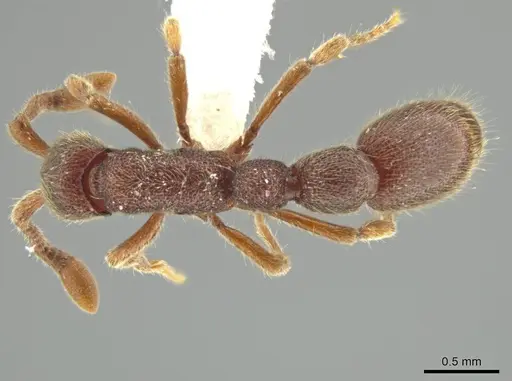 Syscia chiapaneca - CASENT0601738