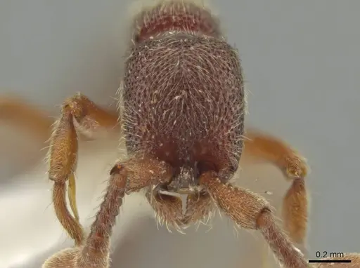 Syscia chiapaneca - CASENT0601738