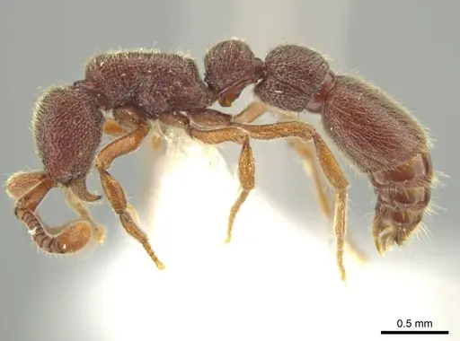 Syscia chiapaneca - CASENT0601738