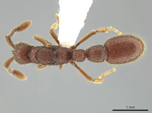 Syscia chiapaneca - CASENT0601746