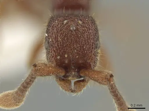 Syscia chiapaneca - CASENT0601746