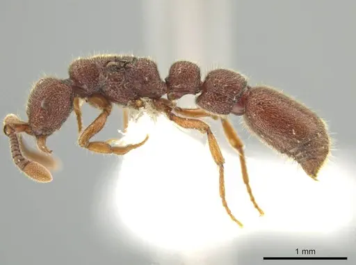 Syscia chiapaneca - CASENT0601746