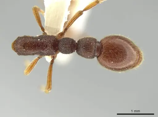 Syscia disjuncta specimen