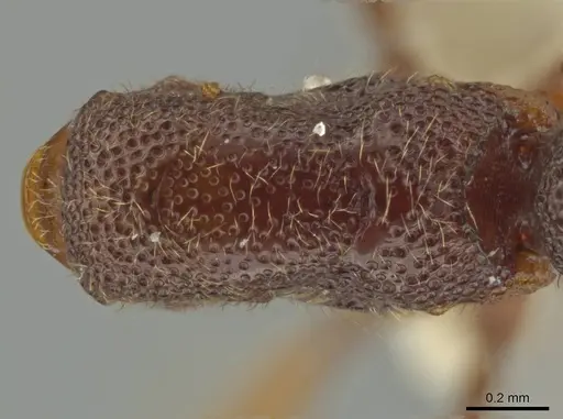 Syscia disjuncta specimen