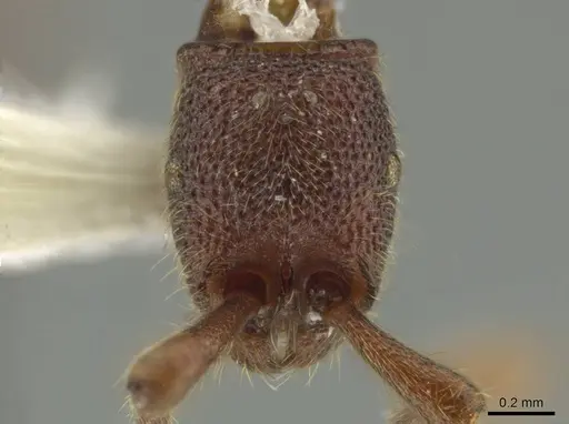 Syscia disjuncta specimen