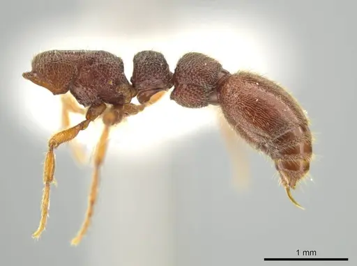 Syscia disjuncta - CASENT0640943