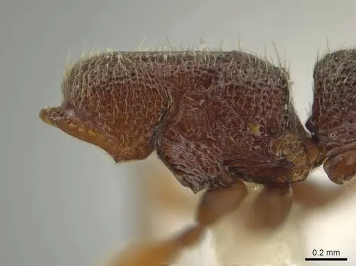 Syscia disjuncta - CASENT0640943