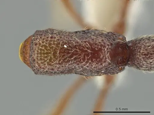 Syscia disjuncta - CASENT0644247