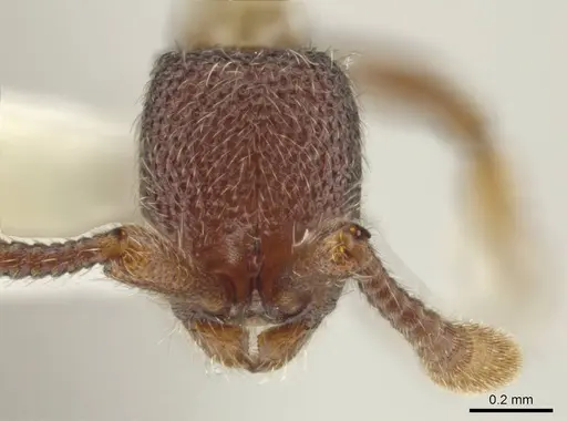 Syscia disjuncta - CASENT0644247