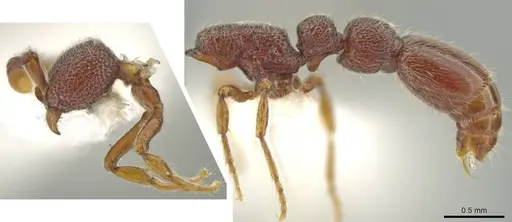 Syscia disjuncta - CASENT0644247