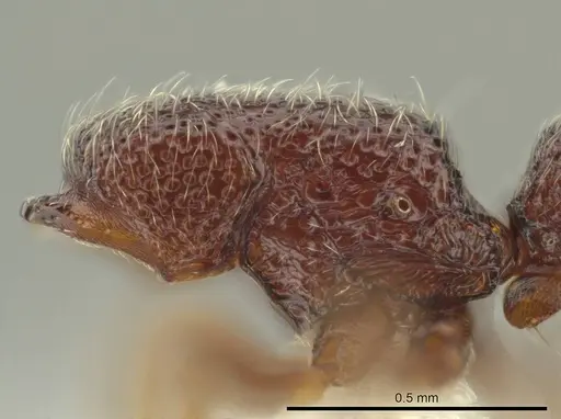 Syscia disjuncta - CASENT0644247