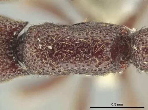 Syscia disjuncta - CASENT0644394