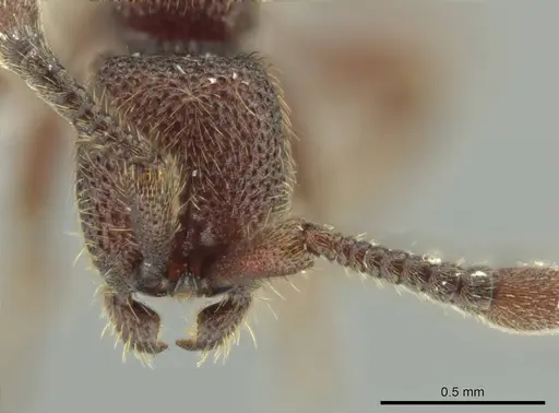 Syscia disjuncta - CASENT0644394